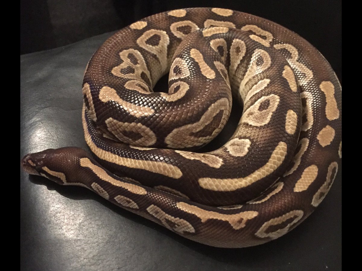 MacksMorphs's tweet image. Our Mojave Male Vader
#ballpython #mojaveballpython #snakes #reptile #snake #royalpython #royals #mojave #breedingballpythons #morphs