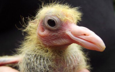 camzpatrick's tweet image. Baby pigeon (:
