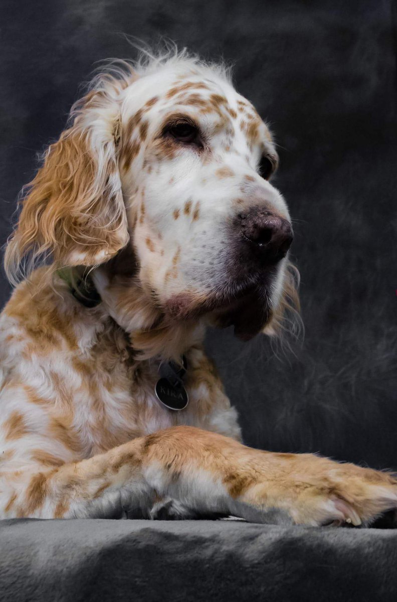 Greytfella's tweet photo. #englishspaniel #dogs #adoptdontshop https://t.co/oiOtthmQOa