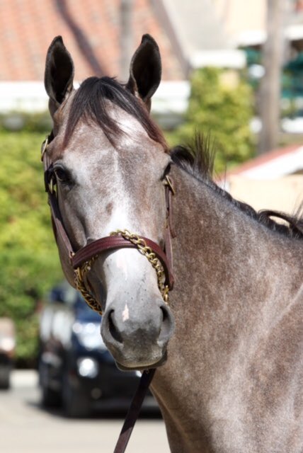 Stonestreet (@stonestreetfarm) on Twitter photo Mannerly appreciates the change of surface, breaking her maiden over the turf this evening #girlsingold <a href="/ChurchillDowns/">Churchill Downs</a> Mannerly appreciates the change of surface, breaking her maiden over the turf this evening #girlsingold <a href="/ChurchillDowns/">Churchill Downs</a>