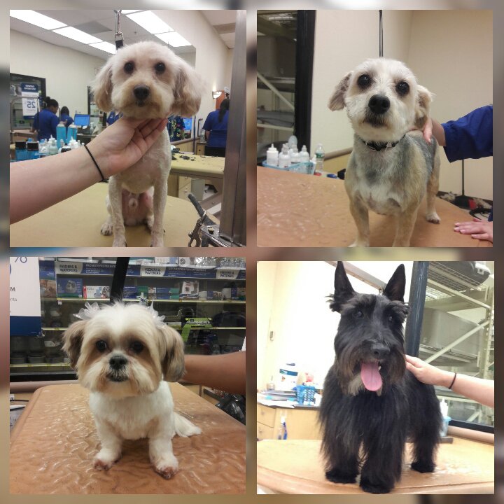 Day 4 #1224 Academy #petsmartgrooming #academystudents <a href="/Ray_Bruner1/">Ray Bruner</a>