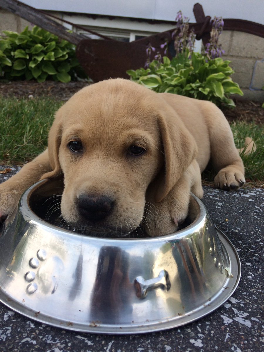 TeannaKavanagh's tweet photo. blessing everyone's timeline with my pup Abby❤️❤️ https://t.co/TJUFgpw2gi