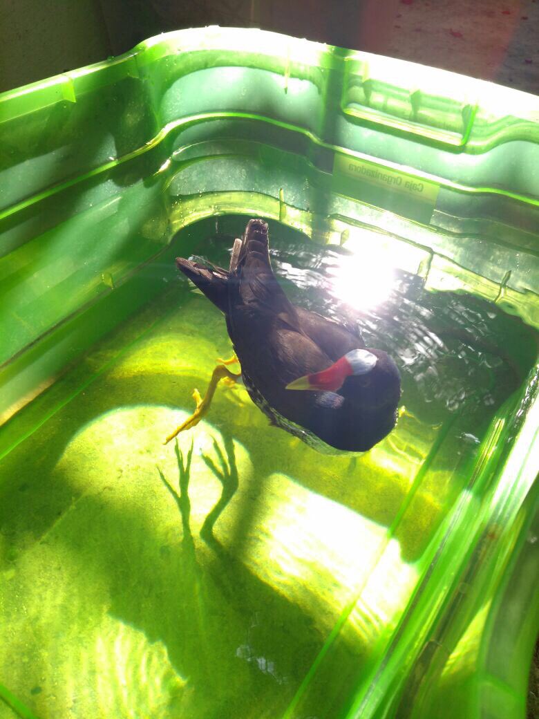 zoobaq's tweet photo. Reportamos que hoy la #Polladeagua recibió como parte de su tratamiento hidroterapia @EmisorAtlantico @jorgecura1070 #ColombiapaísdeAves https://t.co/3EU73SWyiP