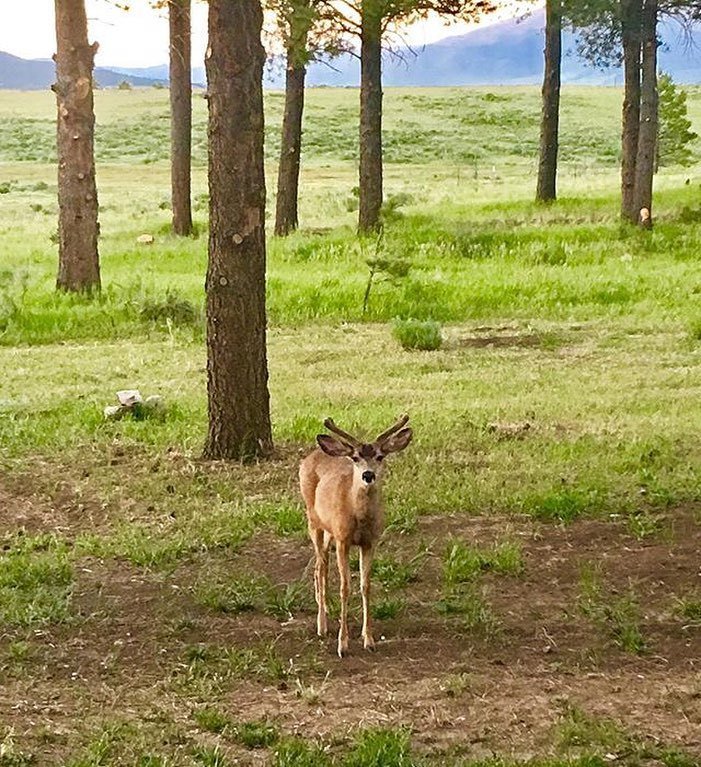 angelfirefun's tweet photo. "Well, hello gorgeous!!" #rightinmybackyard #beautiful #hottubview #inthemountains #angelfirefun #angelfire #ourpe… https://t.co/2xuONMJwPK https://t.co/Z4SvPpHOHH