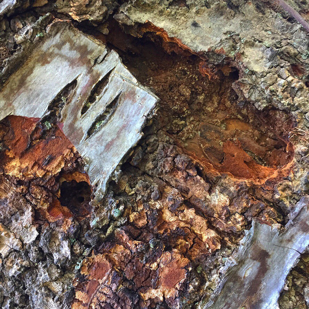 KayMDavid's tweet image. Wood's Beauty