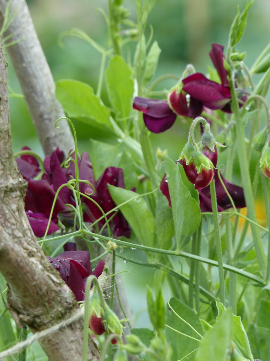 TurningLeafGD's tweet photo. Fabulous #sweetpeas @fordeabbey - somerset ripple, @TheMontyDon, #AlanTitchmarsh and #Adorabel - beautifully scented and well labelled! https://t.co/cOn5Ec3tqn