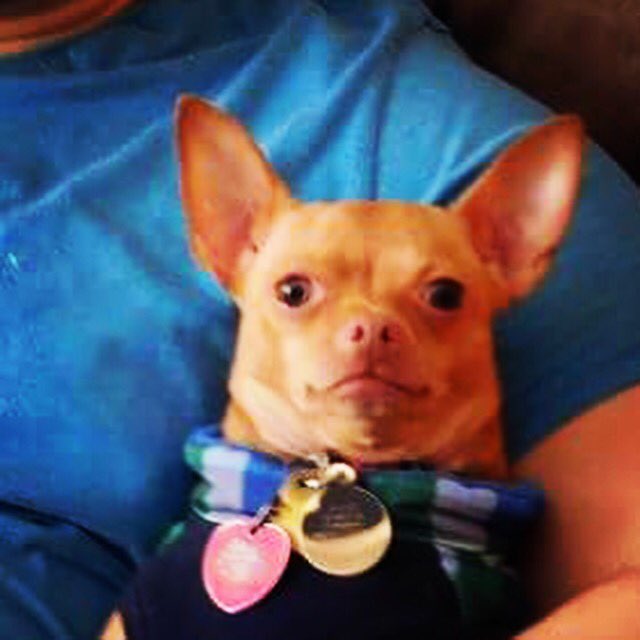 Congratulations to #Specter on becoming #chirf #marketing #officer for <a href="/TheColeBrew/">TheColeBrew</a> #coldbrew #coffee!