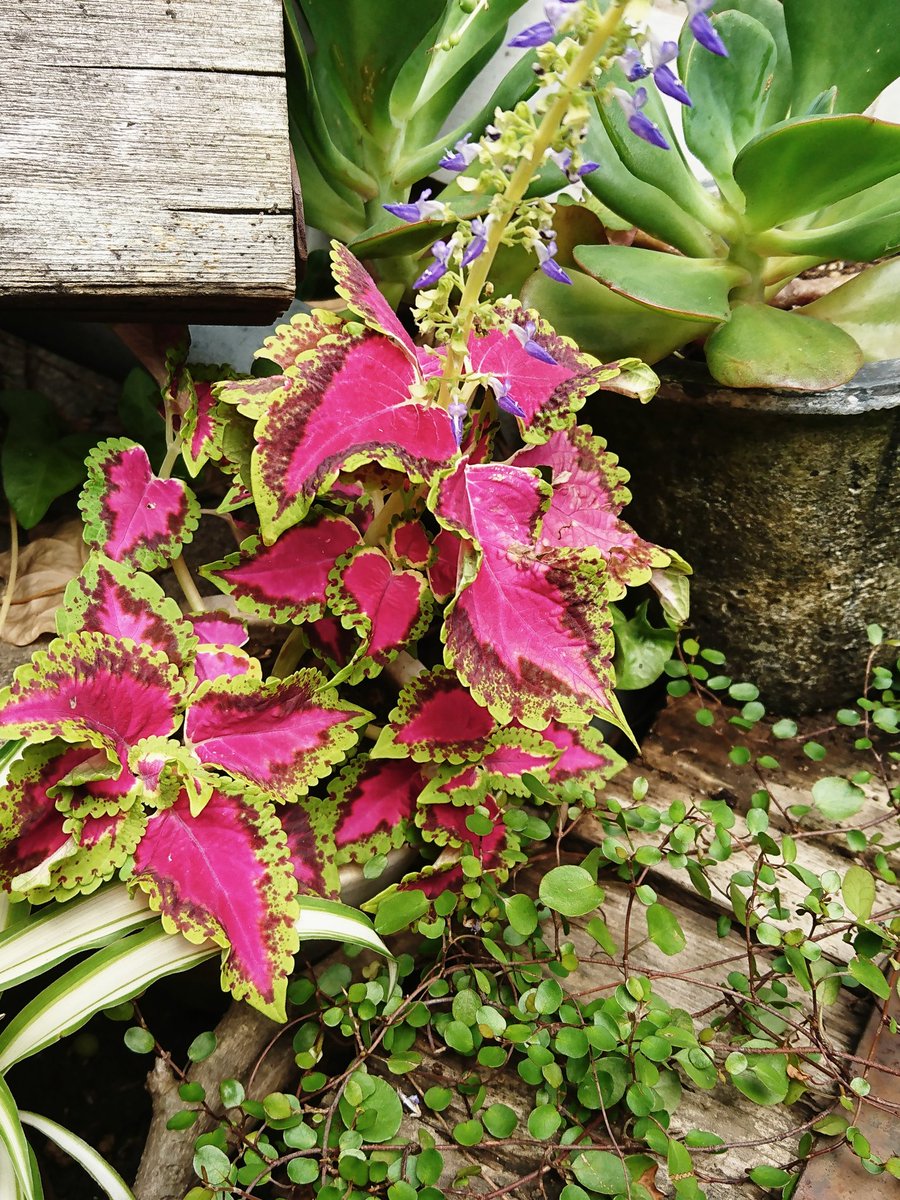 トップ100赤い 葉っぱ 観葉 植物 赤い 葉 すべての美しい花の画像