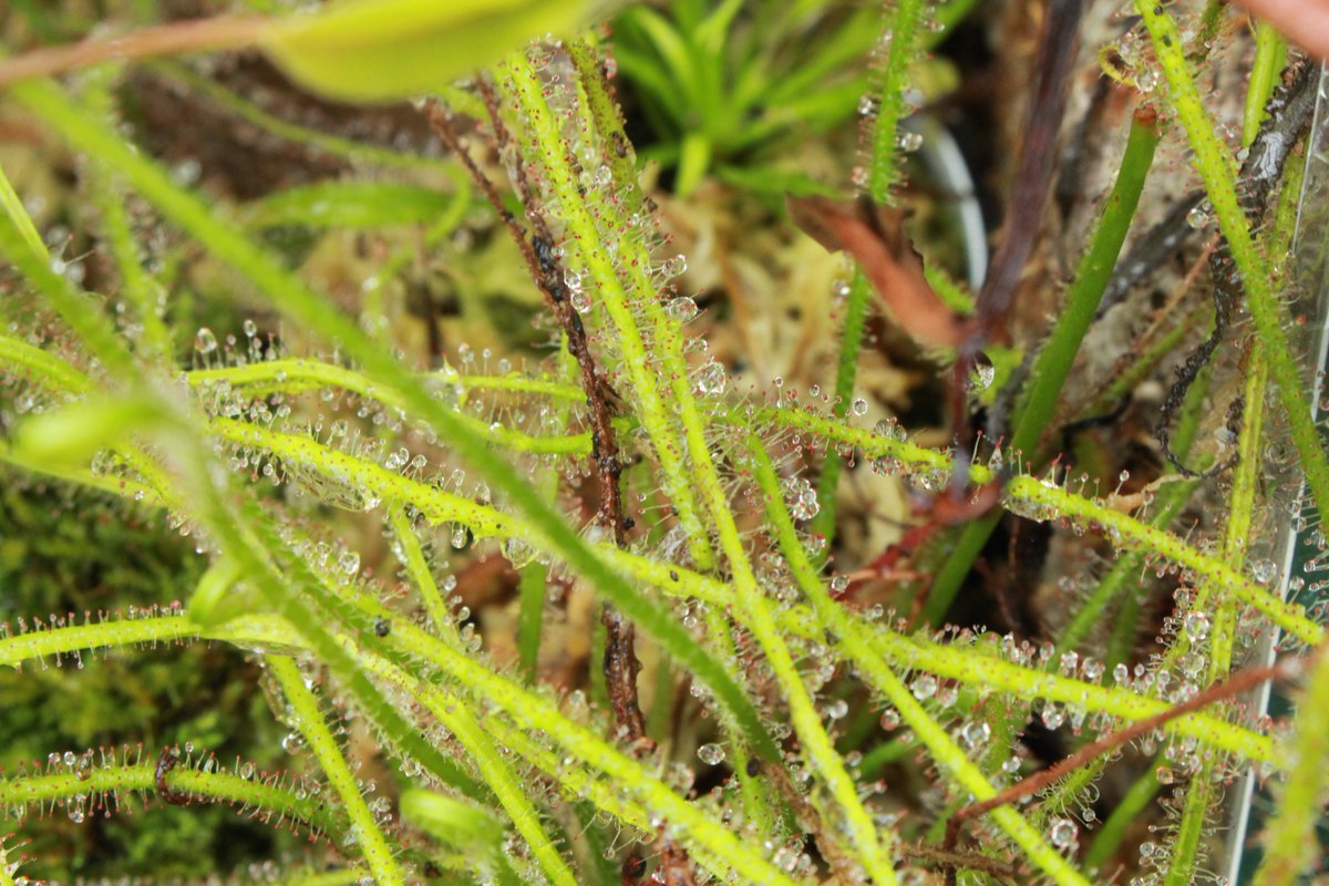 咲くやこの花館 Pa Twitter こちらの植物は食虫植物の イトバモウセンゴケ です 葉の先にキラキラ光る蜜のようなものは 虫を捕える為の粘液なんです このネバネバの粘液で 虫は溶かされて食べられてしまいます 少し怖い植物ですが こんなに綺麗なお花も咲かせる