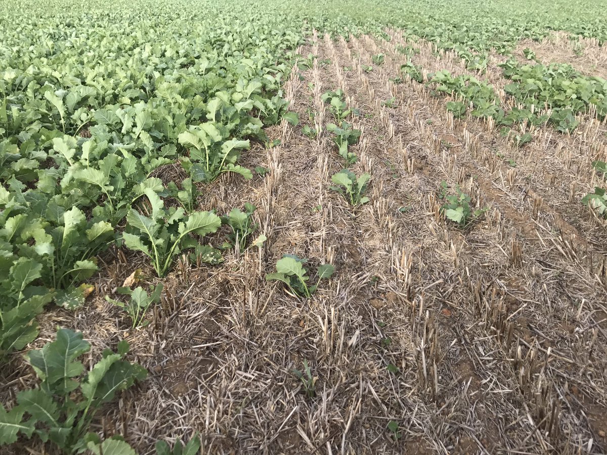 Thought I'd add my "with and without summer spray" pic. More evident than Kim jones' fat wallet. 😜