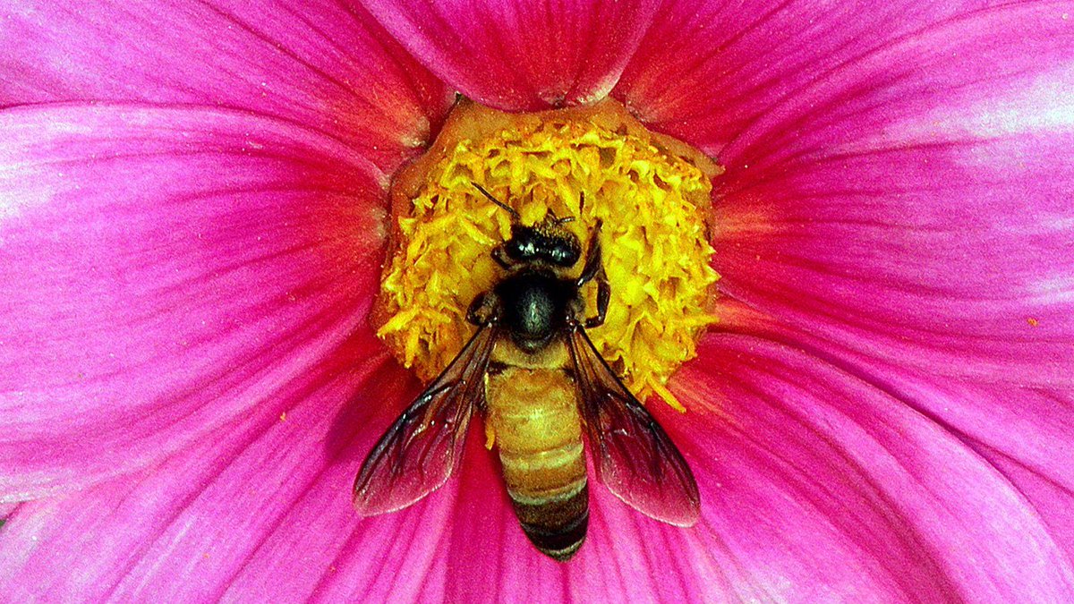 India's bees are dying out and only its farmers know why — Quartz bit.ly/2sJnVd7