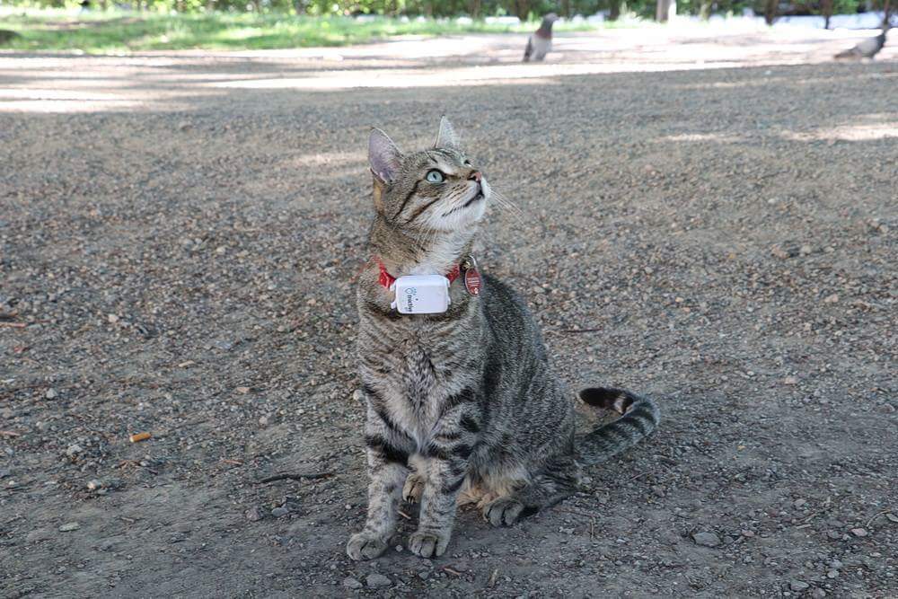 Nicht zu fassen, daß jemand dem King den GPS tracker geklaut hat 😖
