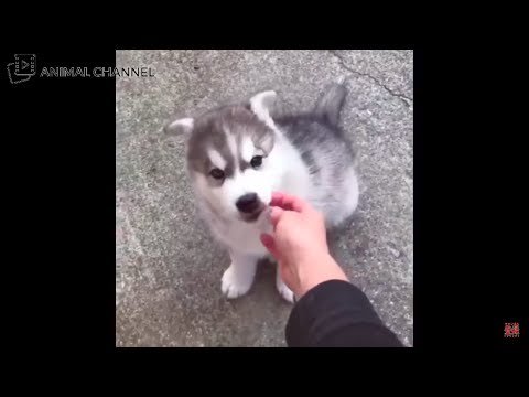 子犬の動画 Puppy Pup Cure Twitter