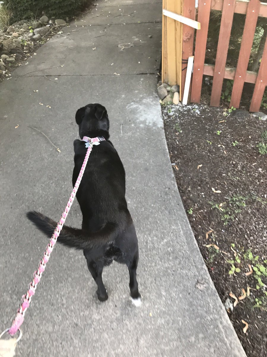 mallcop79's tweet photo. Then then top it of with walking the dog up to Powell butte. 40 minutes 2.1 miles @FreeTheYoke #summerOfMOVE #movePDX https://t.co/YLap91zyB5