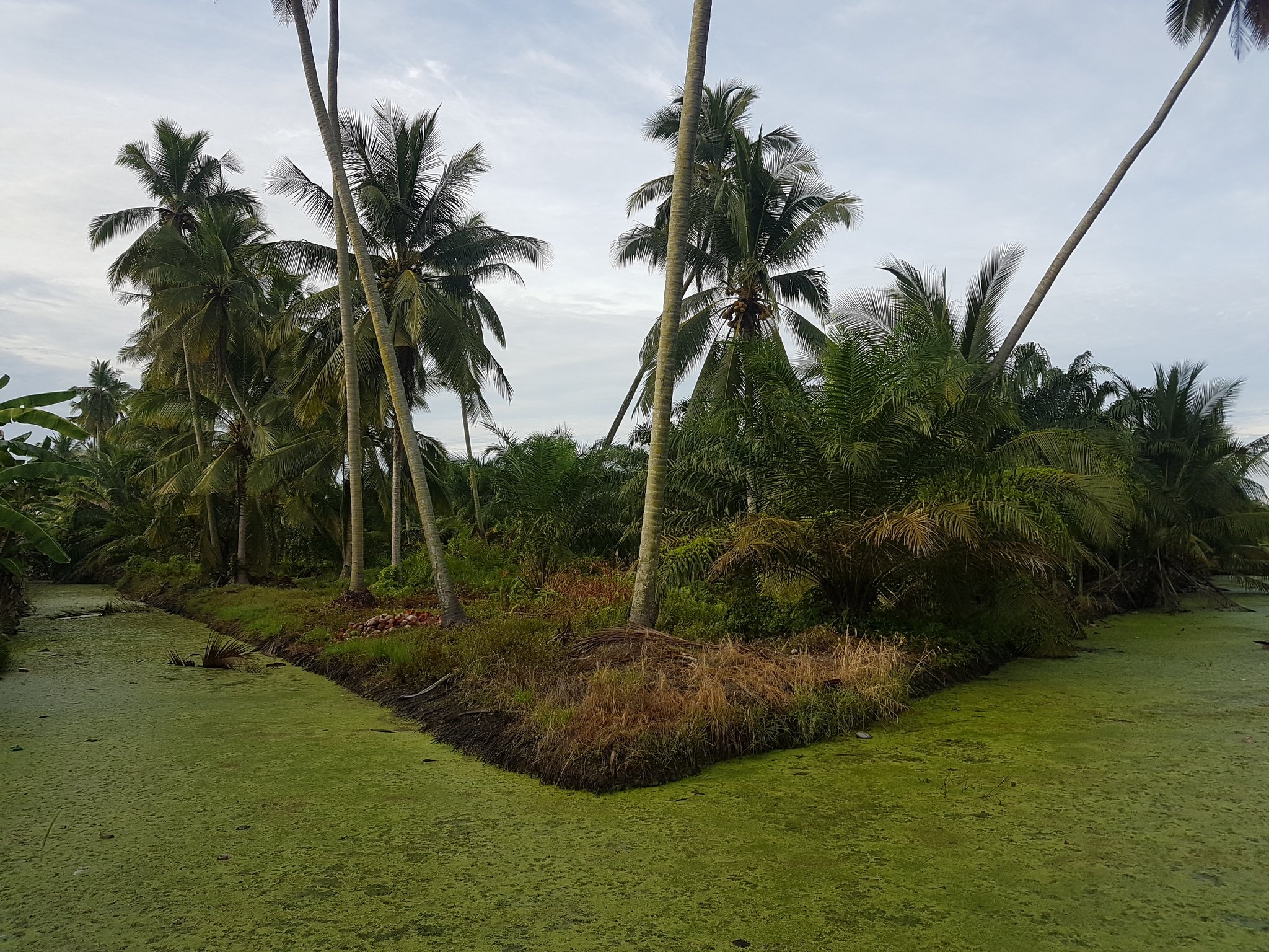 Aku sebatang pokok kelapa