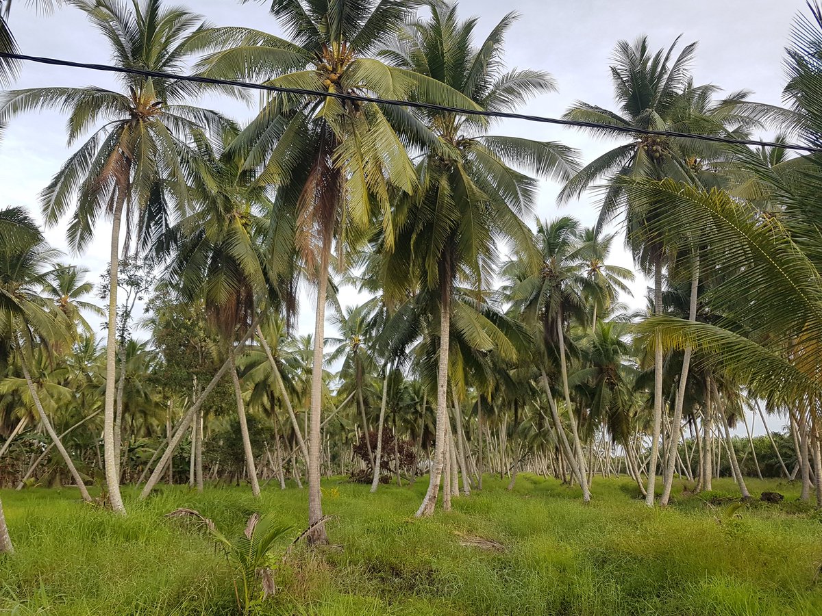 aku sebatang pokok kelapa