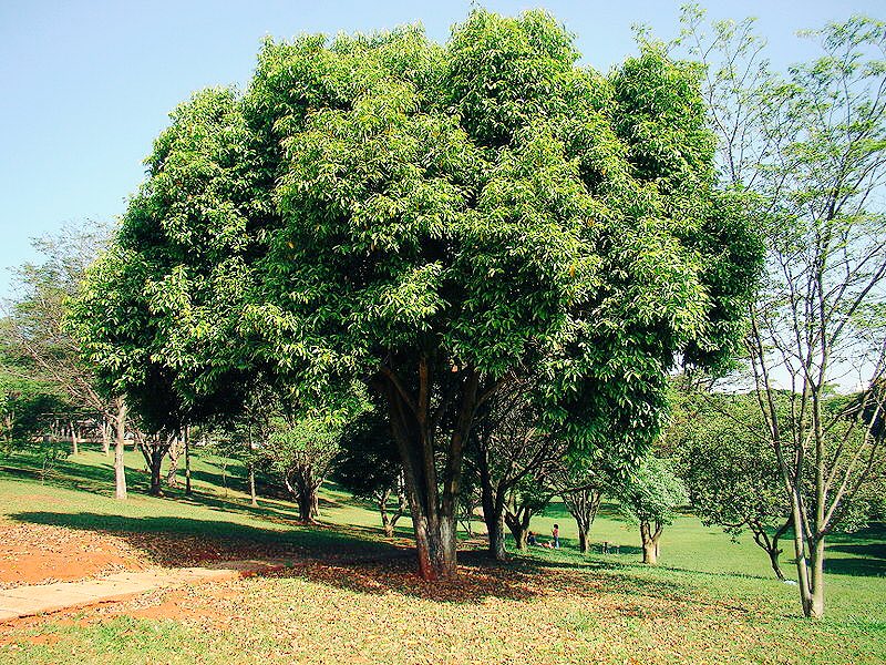 الزراعة المستدامة Na Twitteri أشجار الزام او الجامبول تشبه