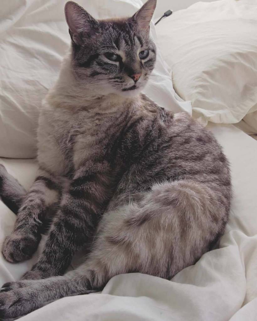 sethdraaws's tweet photo. #thatposetho #goodboy #leto #princeboy #theboy #cat #catsofinstagram #sassy https://t.co/lhMRLfUsEg