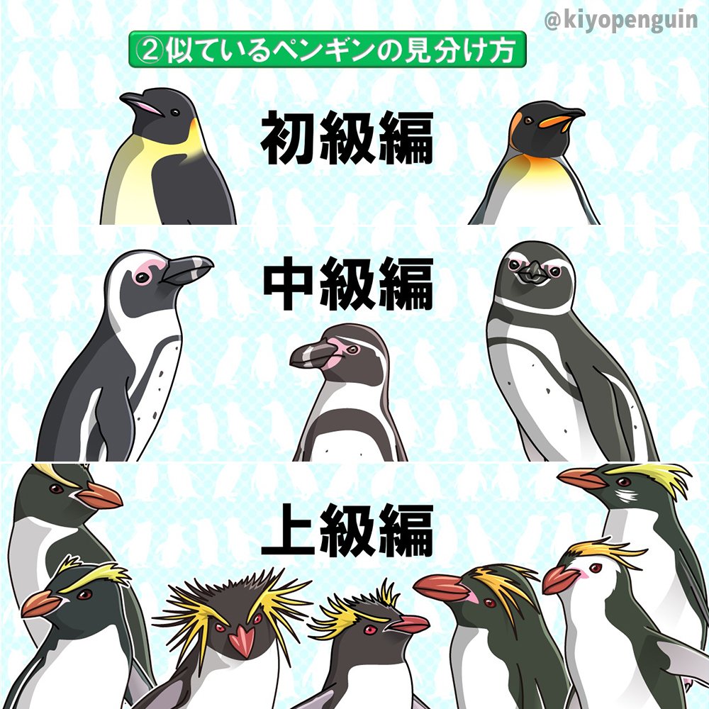 Penguinsきぃ ペンギンっていいな ちなみにこのイラストの ミナミイワトビペンギン は 厳密に言うと亜種である ヒガシイワトビペンギン です ややこしい へ 元々ニュージーランド域に生息する ペンギン を紹介する時に描いたものなので