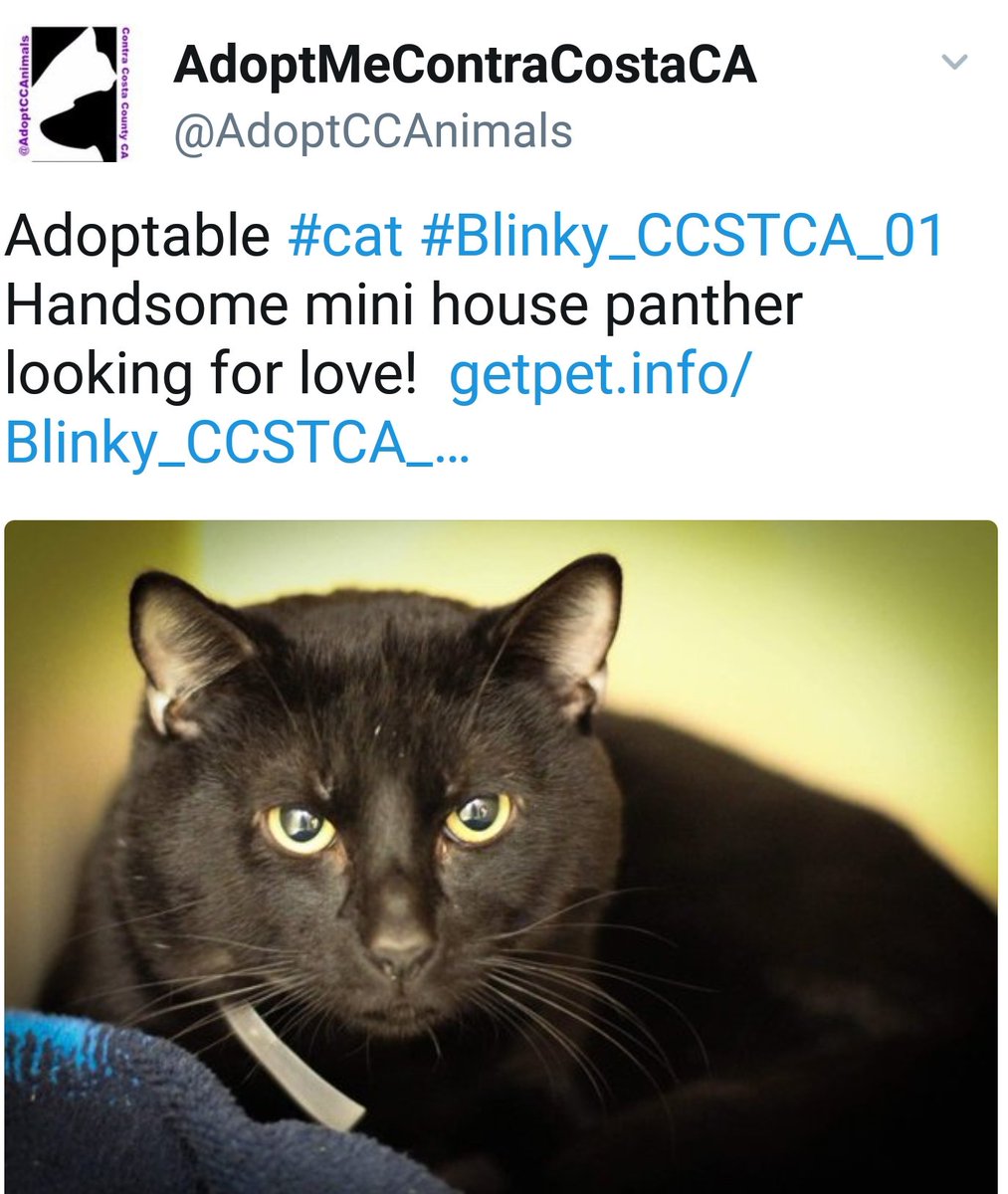 AdoptCCAnimals tweet picture