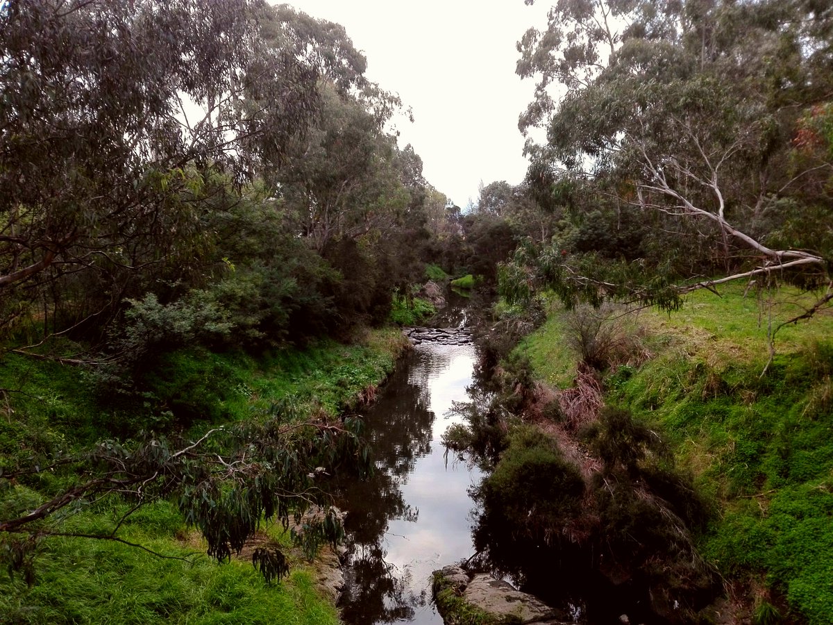 GasparProuve's tweet photo. Welcome to the jungle

#nature #water #creek #river #photography #art #relaxation #peace #birds #green #grass #harmony #stones #Melbourne https://t.co/dVu6JdgFpI