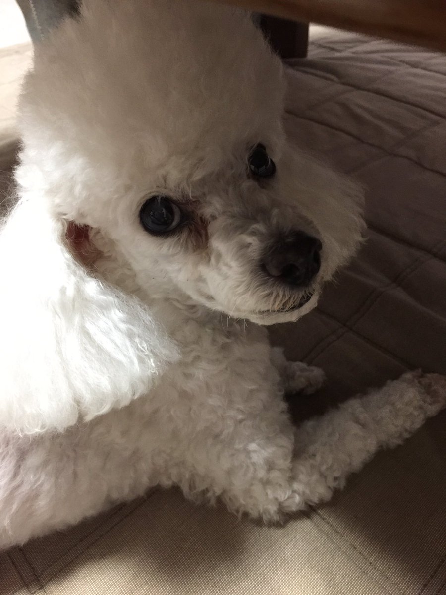 単身赴任終了。又、愛犬とずっと一緒にいられる。