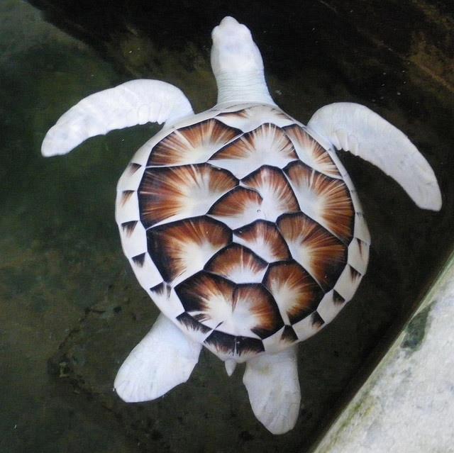 アルビノ メラニズム図鑑 アルビノのウミガメ 白いカメ カメのアルビノは甲羅が真っ白になる個体もいれば模様が残る個体もいるそうです 海に返すと目立って捕食されやすくなるので保護するそうです T Co Rf0zgwaa5u Twitter