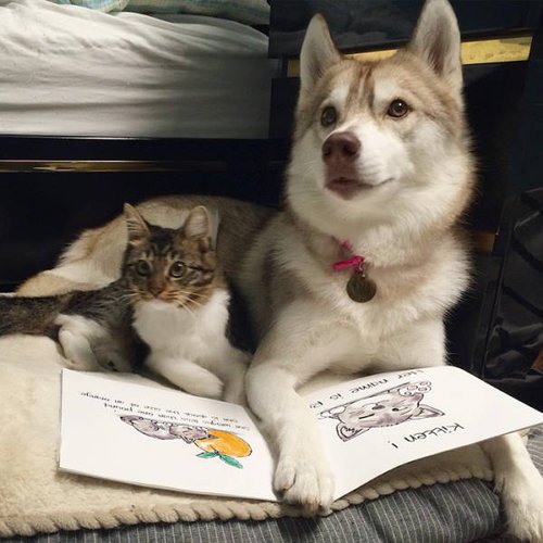nidomi_bea's tweet photo. 【ハスキーに育てられた猫】

ハスキーに育てられた猫のロージー。
弱っていたロージーをハスキーのリロが発見し、母親代わりに。
今となっては何をするにもリロの隣にいて、しぐさも犬っぽく顔つきも凛々しいです。
寒い場所は苦手なはずなのに一緒にいるところが愛らしいです。 https://t.co/q10c4fOdlh
