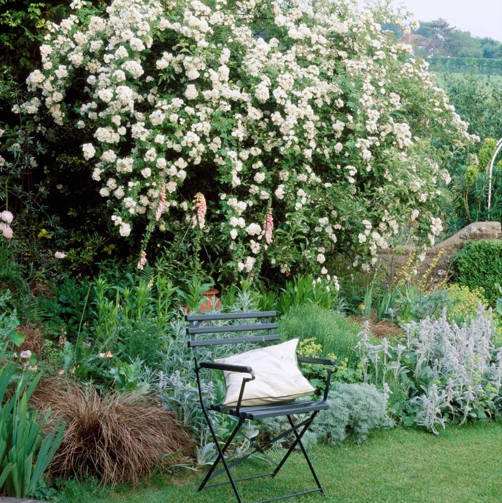 Helen Yemm: don't overdo the climbers, tips for cow parsley and hellebores telegraph.co.uk/gardening/prob…