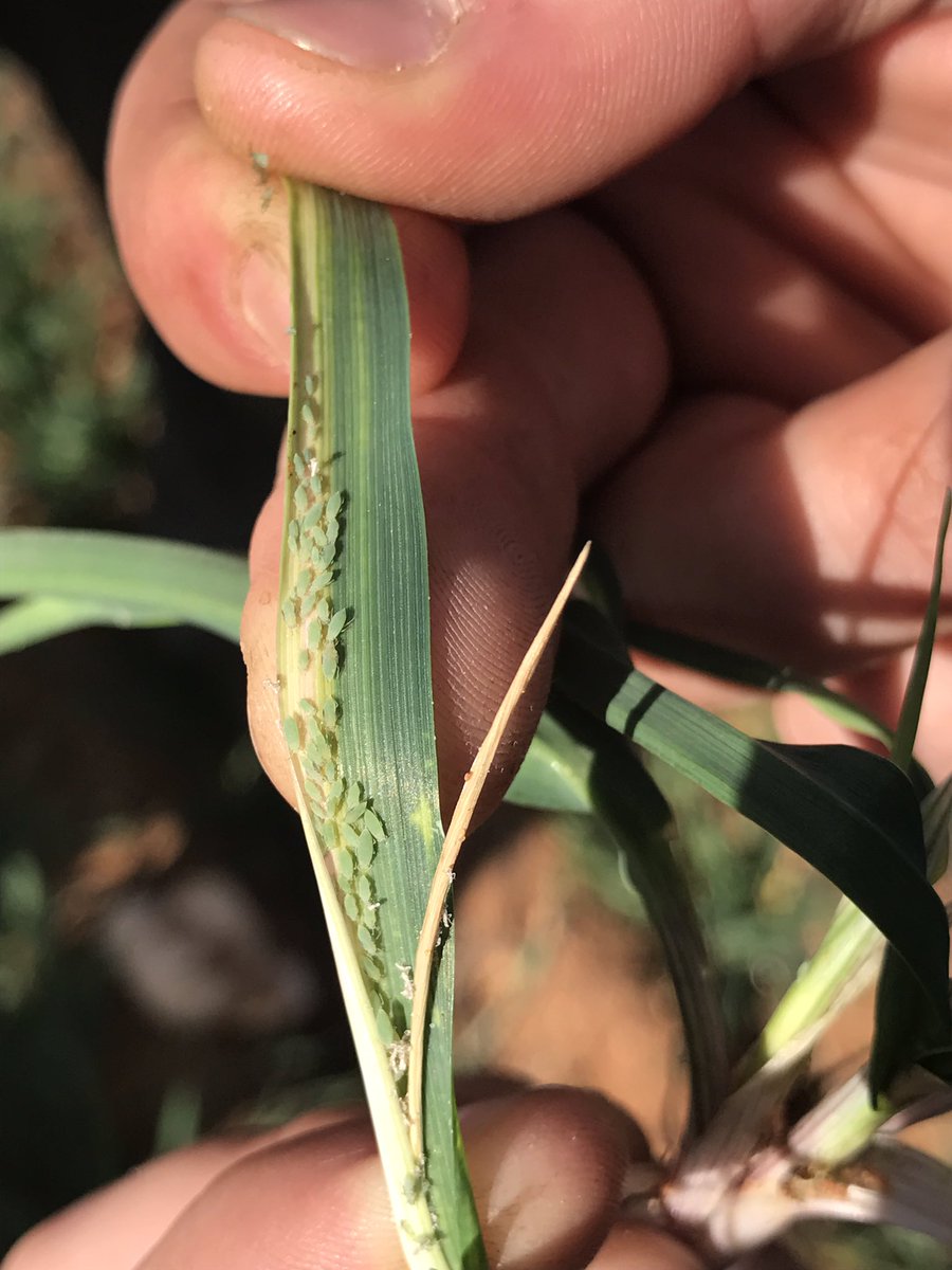 RWA numbers still slowly building in untreated cereals in the Northern Mallee #eldersagronomy #smartfarmer <a href="/BLynch81/">Brian Lynch</a> <a href="/EldersLimited/">Elders</a>