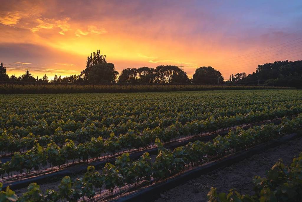 From the cradle to the grape. These baby vines are showing promise at the nursery.