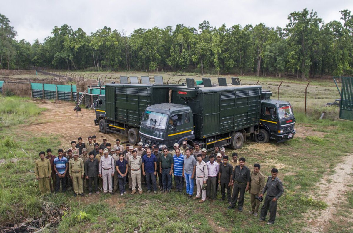 kanha_mandla's tweet photo. June 29,17, 111 chital translocated in kanha. 3 custom designed vehicles were used for capture &amp; Translocation highest in a day till now. https://t.co/7WLIzgxfBS