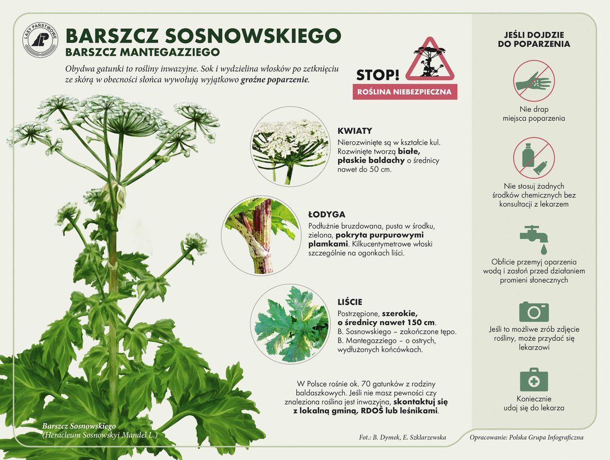 Uwaga, bo kwitnie już niebezpieczny barszcz Sosnowskiego. Zobaczcie infografikę, pomóżcie też aktualizować tę mapę barszcz.edu.pl/barszcz-sosnow…