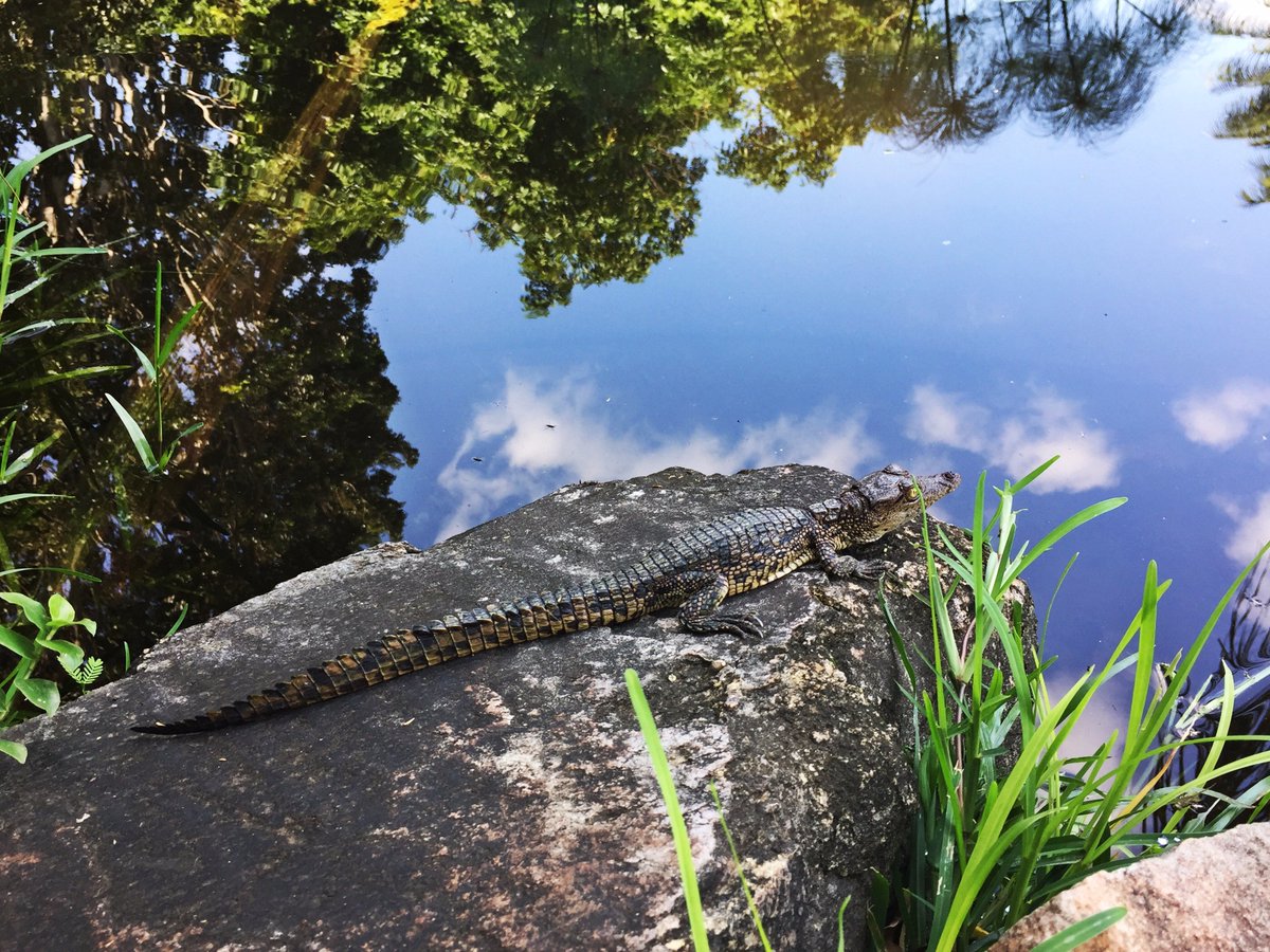 BuhalaLodge's tweet photo. Exciting week at #Buhala. #Sighting of a #crocodile grabbing a #waterbuck of the #riverbank. We also have our own baby crocodile in our pond https://t.co/MmQcbWlWKI
