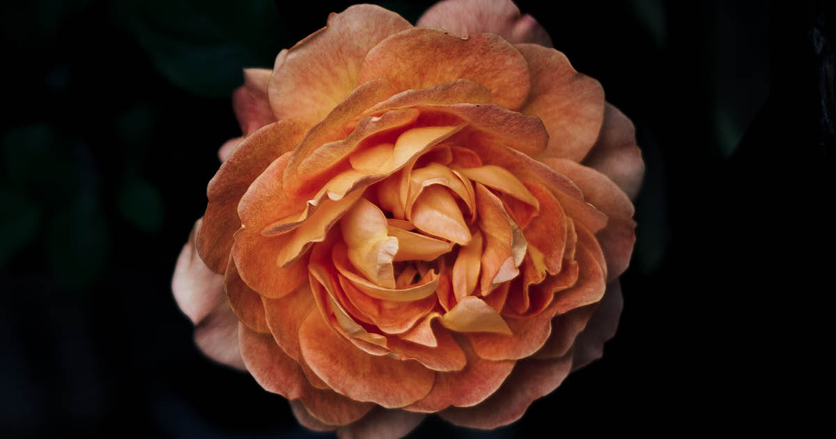 SAGardenandHome's tweet photo. July is pruning time for #roses in most regions of South Africa https://t.co/8zZaDtumMr
.
.
#gardentips #pruningroses https://t.co/GOezAjgF5I