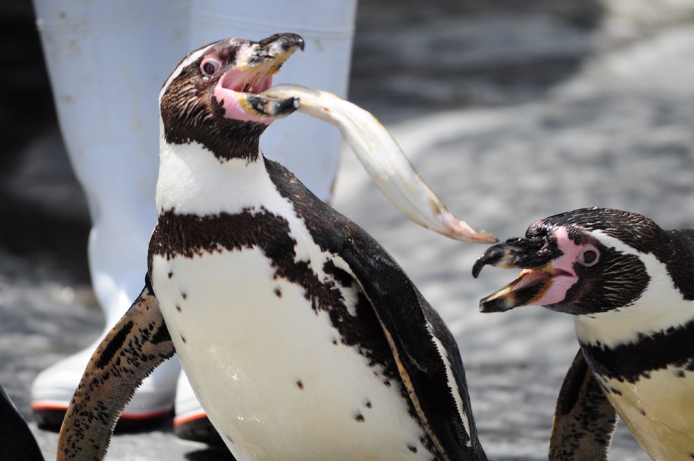 いぬたろう 神々しいエゾシカの尻と コノハヅクとワオキツネザル 初夏の北海道旅行