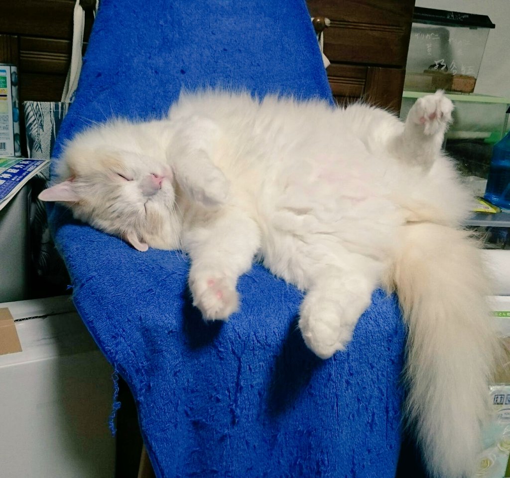 Obu_Toramasa's tweet photo. とりあえず勢いに乗ってかわいいかわいい虎昌の写真を見せびらかしていくスタイル。 https://t.co/C8zrnZTw9w