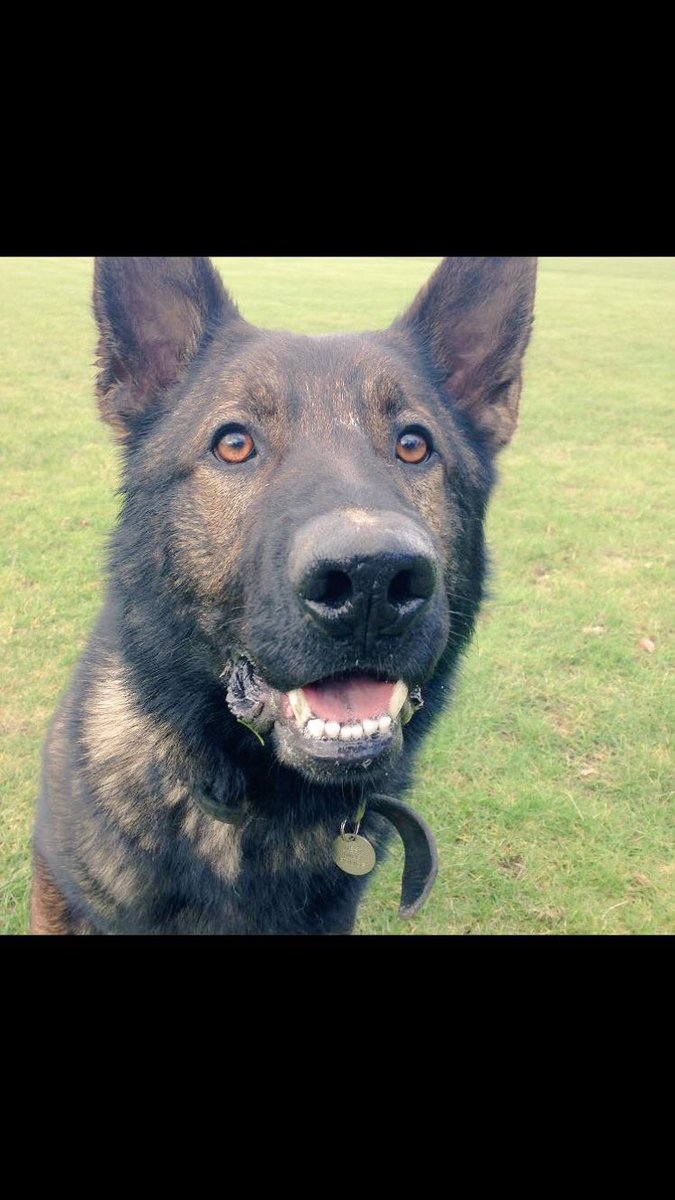 WMPDogs's tweet photo. Pursuits of two stolen cars. PD Duke finds property for forensics. Male hiding breaks cover but decides not to try outrun PD Troy,4 arrested https://t.co/NAzZHNkfD3
