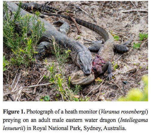 arnaud_badiane's tweet image. I reported this spectacular predation event in a note for Herpetology Notes. #Herpetology
biotaxa.org/hn/article/vie…