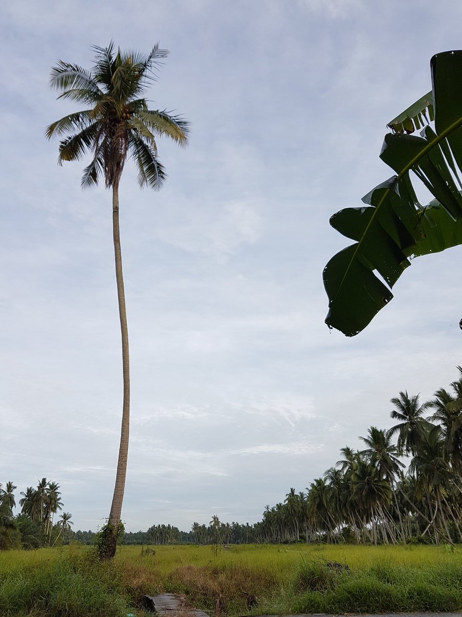 aku sebatang pokok kelapa