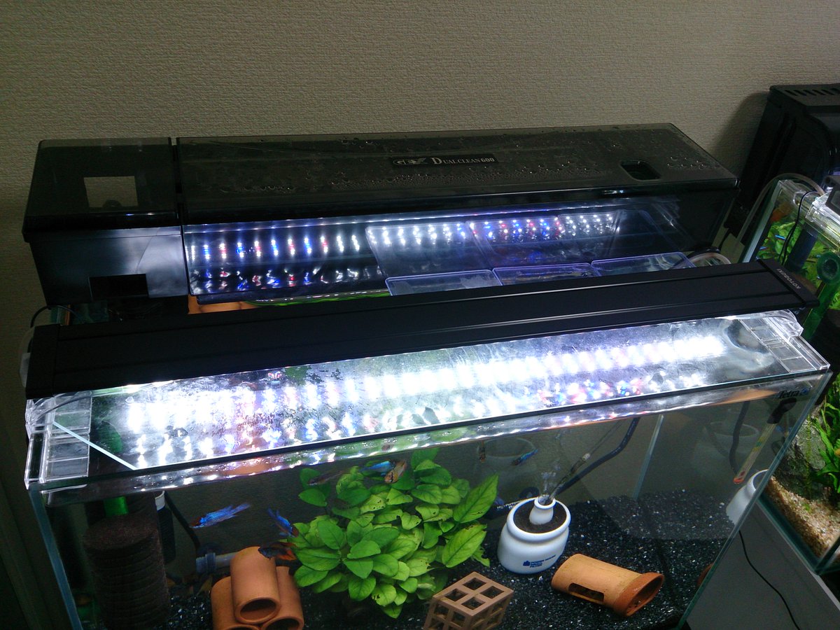 Mamoru 60cm水槽2本の上部フィルターと外部フィルターを交換しました 青ラム水槽 外部 Led2本 上部 Led1本 生体飼育に特化 ソイル水槽 上部 蛍光灯2灯 外部 蛍光灯2灯 Led1本 水草育成に特化 フィルターを交換設置で水槽の状態は暫定的で Mamoru 60cm水槽2本の上部フィルターと外部フィルターを交換しました 青ラム水槽 外部 Led2本 上部 Led1本 生体飼育に特化 ソイル水槽 上部 蛍光灯2灯 外部 蛍光灯2灯 Led1本 水草育成に特化 フィルターを交換設置で水槽の状態は暫定的で