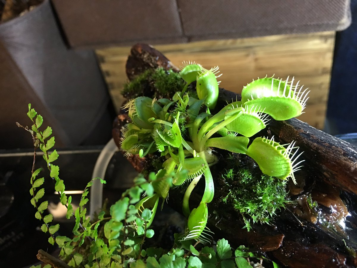 仲村清寿 V Twitter 稚メダカのテラリウム水槽に 食虫植物植えてみた 蚊も取ってくれるとありがたい