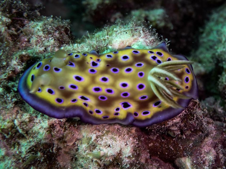 mbeisen's tweet image. one out of every three of the most amazing things in the planet are nudibranchs