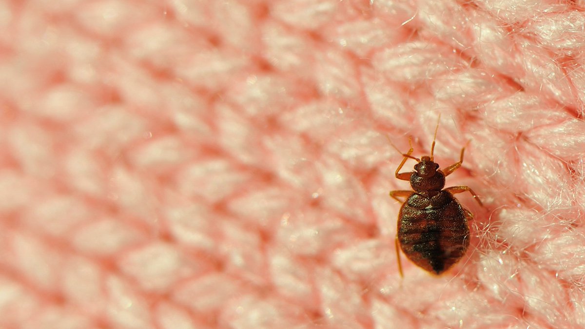5 Things You Didn’t Know About #BedBugs bit.ly/2sXT4Jp #NiagaraFalls #NiagaraBedBugs