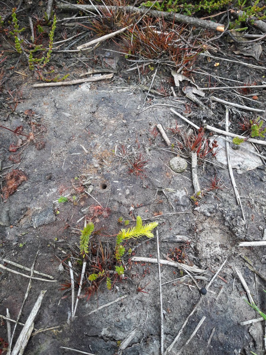 BDeduytsche's tweet photo. Een stuk heideontwikkeling in het #polygoonbos met soorten zoals moeraswolfsklauw. Je kan wel zeggen geslaagd. Goede resultaten op terrein https://t.co/YG4gAWTejh