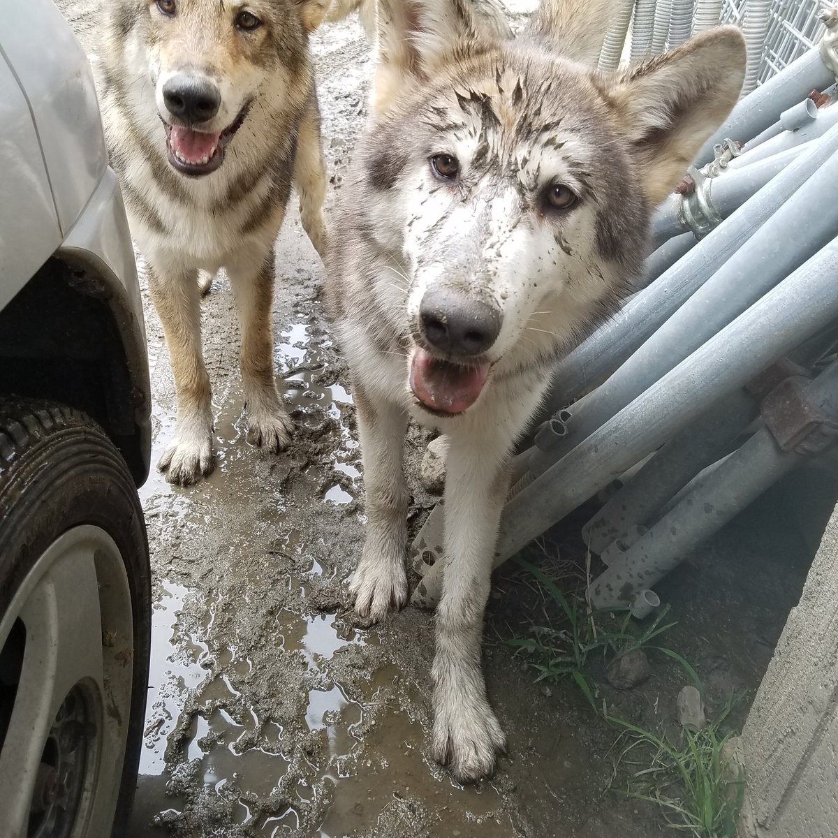 Wild Bullet なぜか泥遊び大好きで 飼い主泣かせでございます