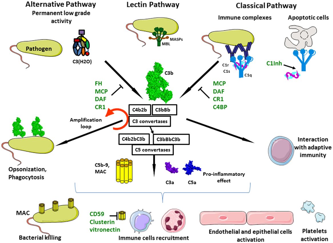 Everything you always wanted to know about #ComplementSystem in 2 reviews!
journal.frontiersin.org/article/10.338…
journal.frontiersin.org/article/10.338…

#InnateImmunity