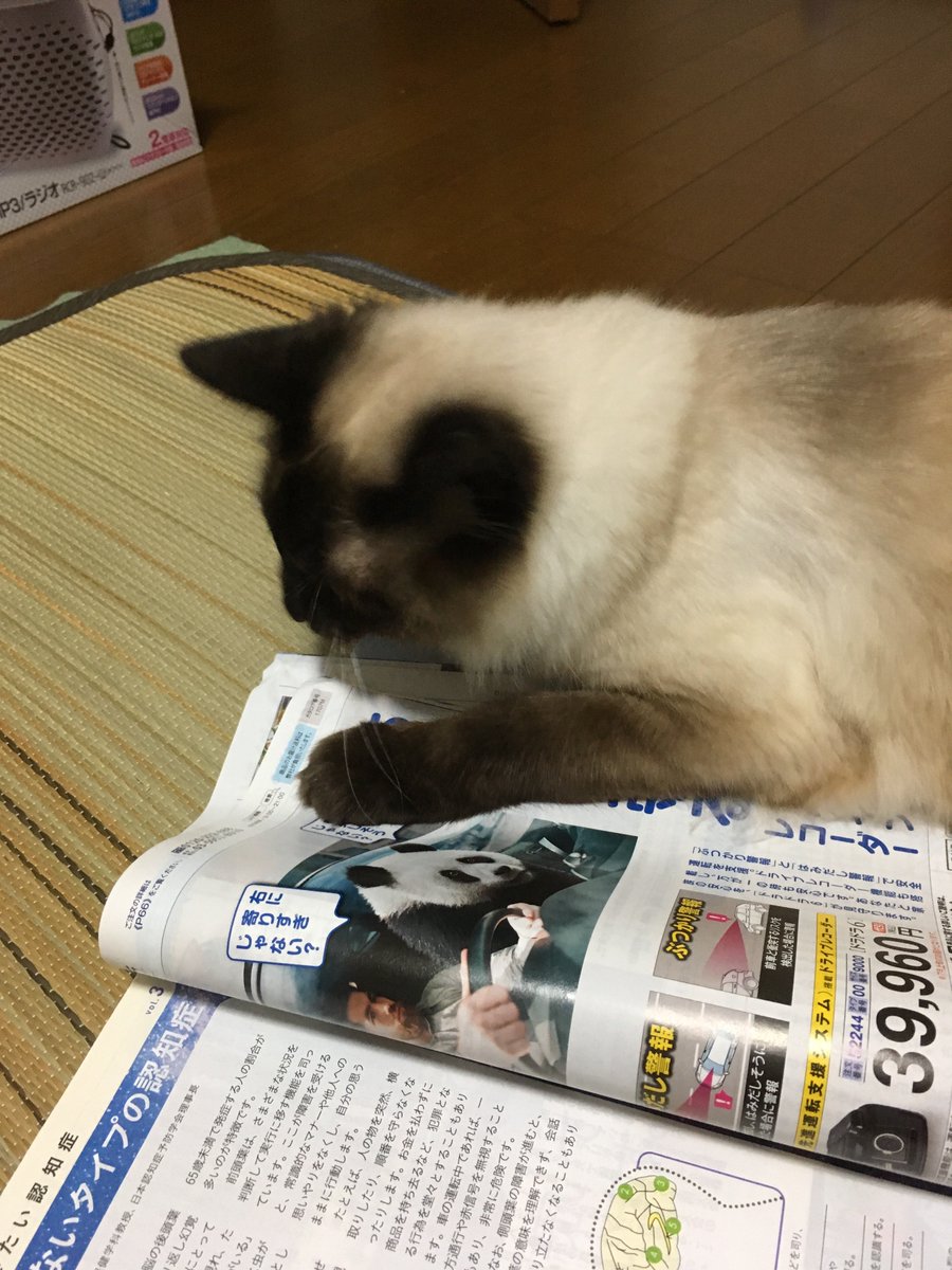 本ある暮らしの会 一冊目は 手のひらの砂漠 にしました ちなみにウチの リアル よまにゃ です 笑 本ある暮らしの会 棚係 青々堂 本ある暮らしの会 一冊目は 手のひらの砂漠 にしました ちなみにウチの リアル よまにゃ です 笑 本ある暮らしの会 棚係 青々堂