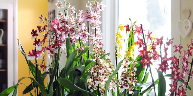 Zet een Cambria in een aardewerkpot voor een stijlvolle, stoere uitstraling.