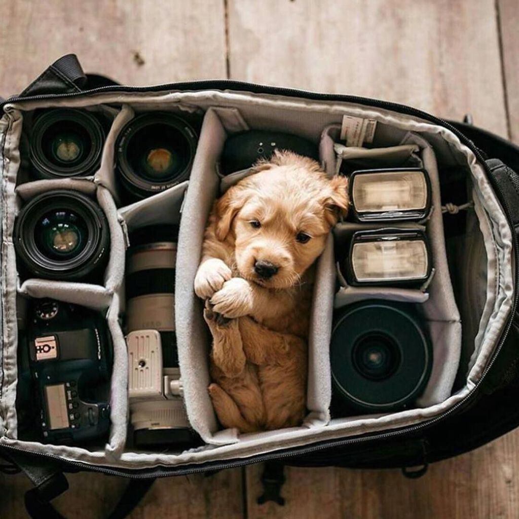 GetNesting's tweet image. Cozy Friday night in 😊🐶☕️ #getnesting ift.tt/2trfq7f